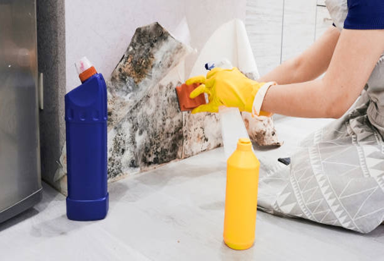 Mold Removal